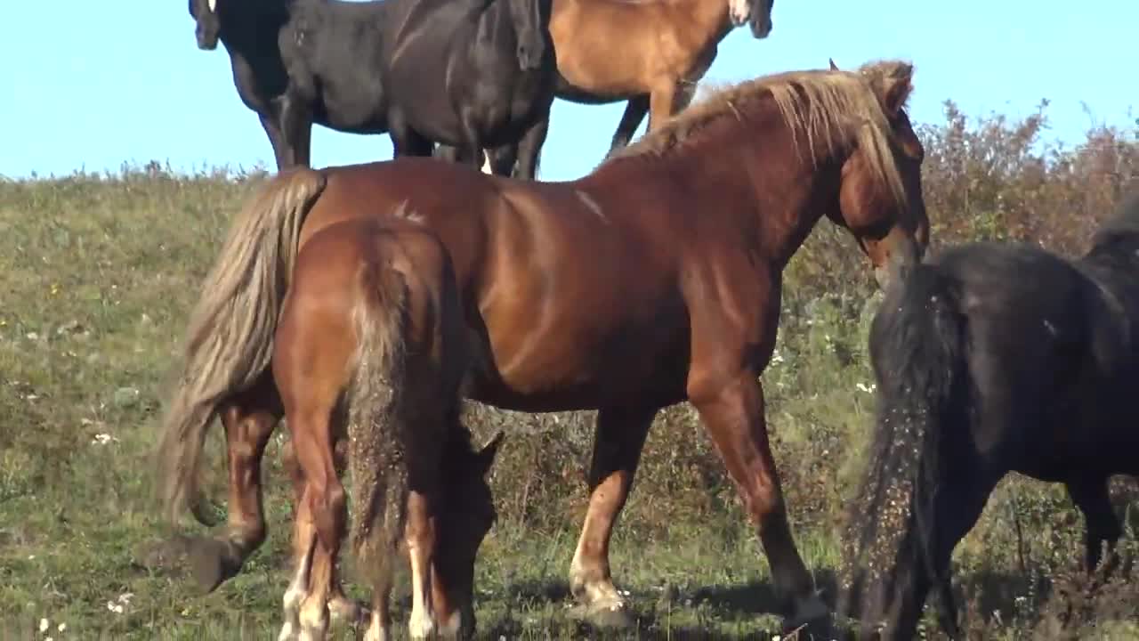 The stallion did not let strangers into the herd.