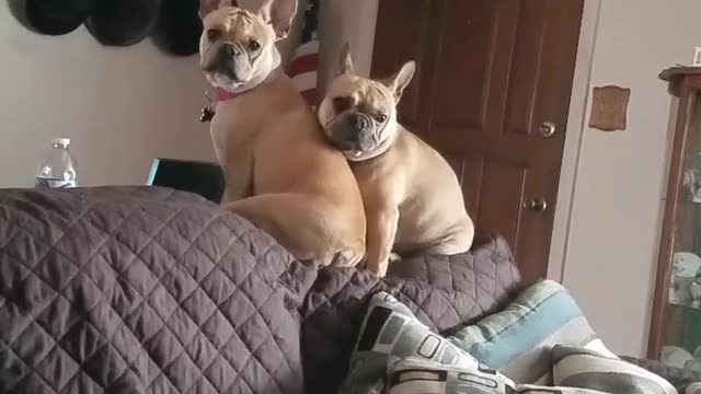 Brown french bulldogs sitting on brown couch turn to clicking noises