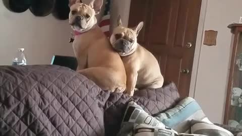 Brown french bulldogs sitting on brown couch turn to clicking noises