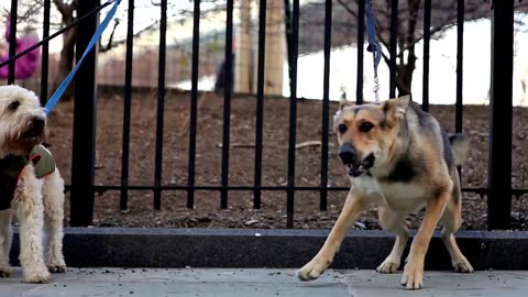 DOGS BARKING!! Angry Dogs _ Real Guard Dogs _ Defending You!