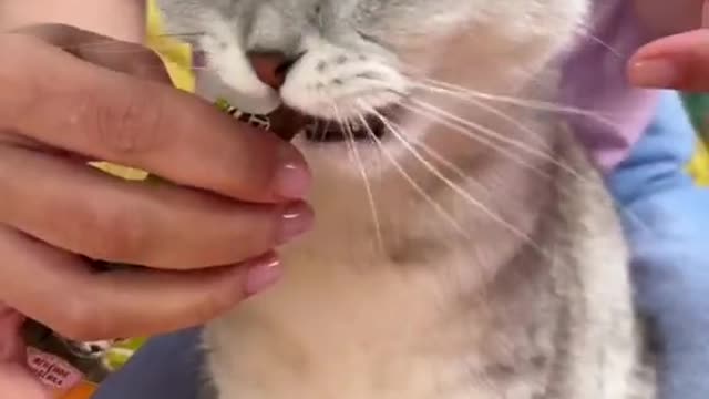 BrushingSonya’steeth#cat