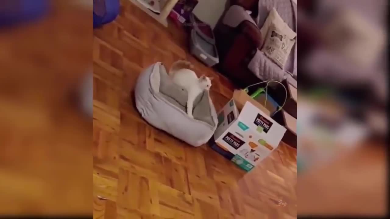 ♥ Best Funny Cat