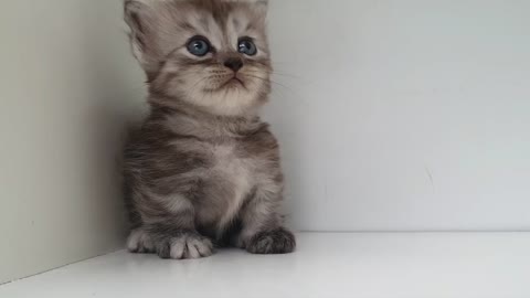 cute kitten is feeling shy