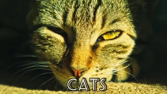 Relaxing music, calm, sleeping, stress relief, cats video