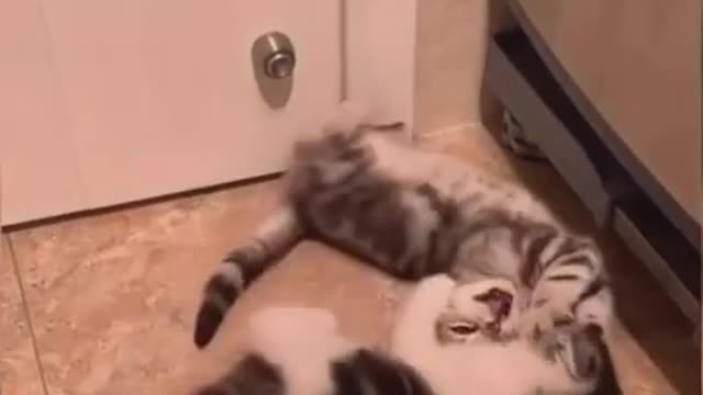 ππππ―Cat will make you laugh try not 2 laugh good comedy 2021 pls subscribe 2 my channel ####