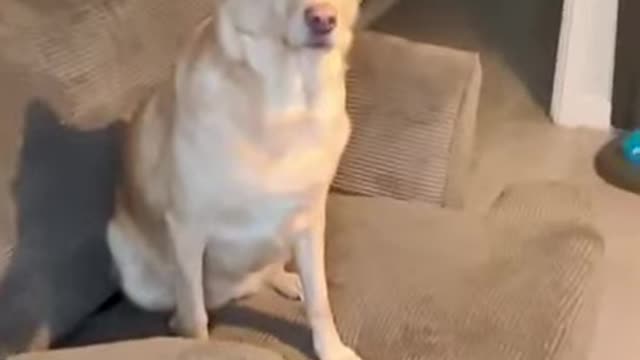 Dog discovered Snow | Instant Regret