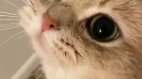 FUNNY CAT VIDEOS