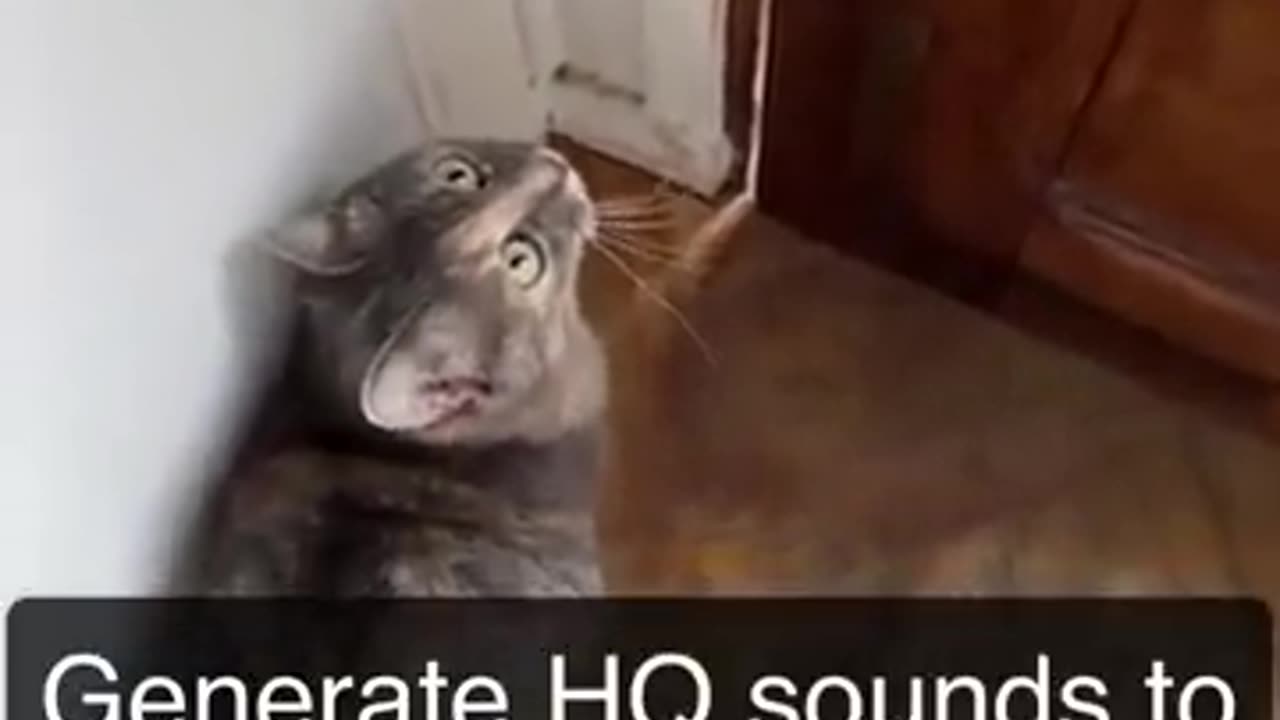 that Soundsattract cats - Meow to make cats come to you