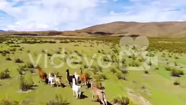 Very funny 😂🤣 video, animal funny 😂🤣 video, funny video,