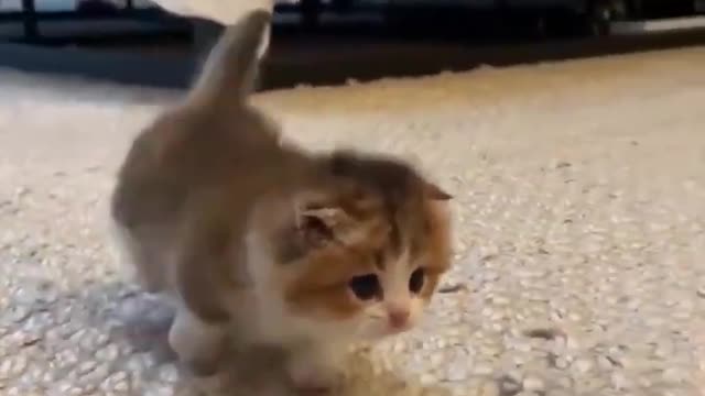 OMG So Cute Cat Video ❤ #cat #kittens #short