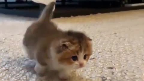 OMG So Cute Cat Video ❤ #cat #kittens #short