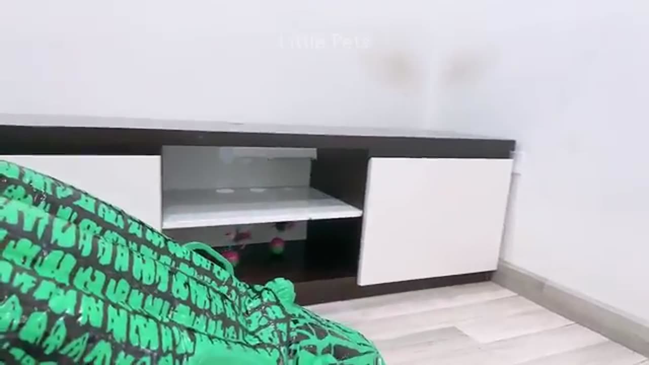 animal funny video