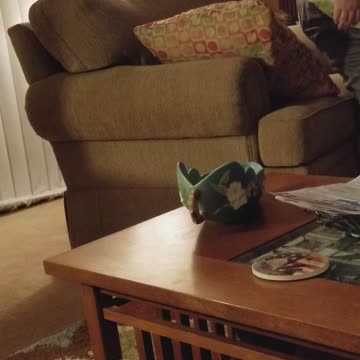 Cat Takes Down Window Dressing