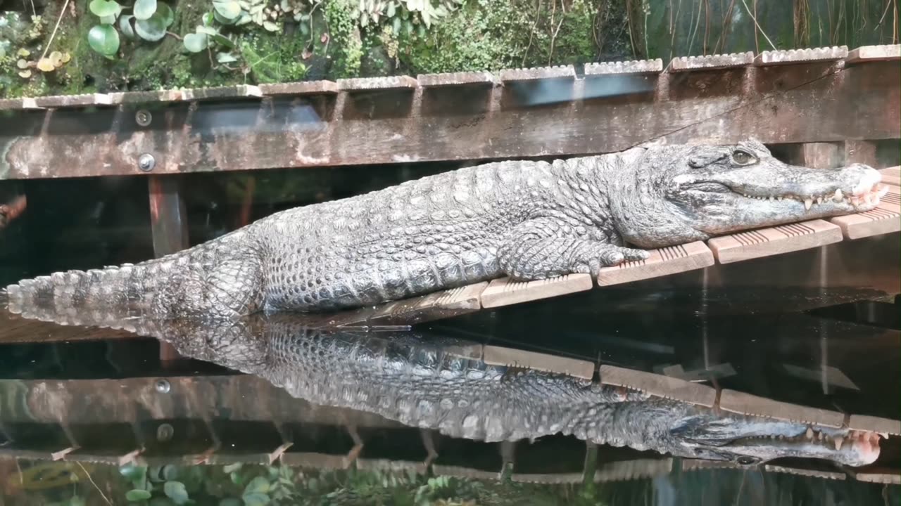 The big Crocodile in the water