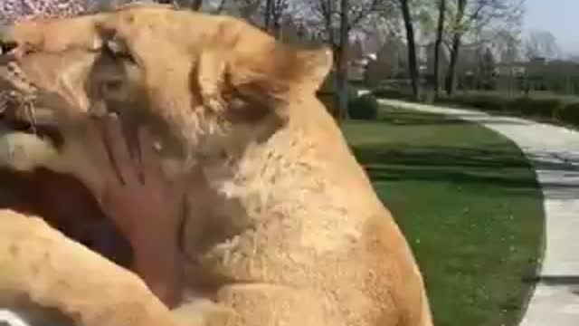 brave girl with lion