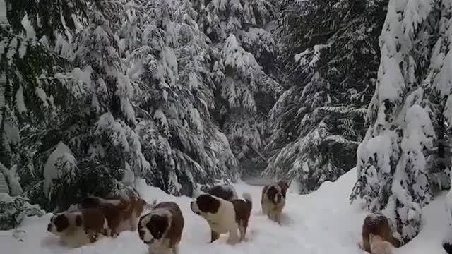Dog run on ice