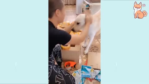 YOU WILL LAUGH AT ALL THE DOGS =))