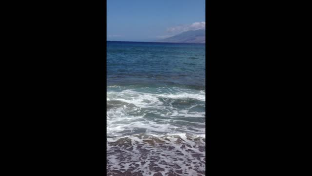 Amazing sea life in tidal pool caught on camera