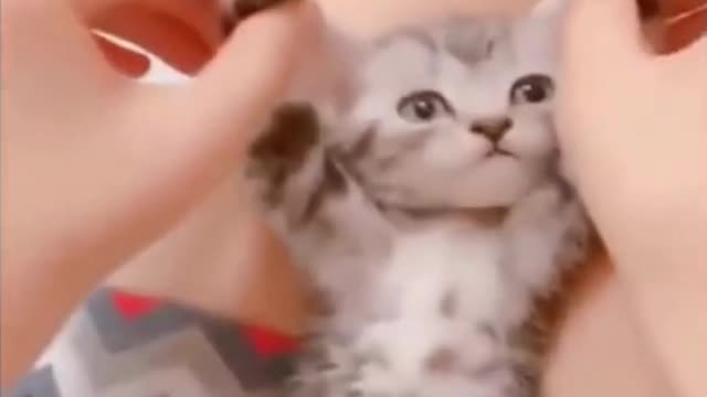 Look at this cat doing choreography with its owner