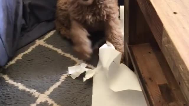 Brown puppy toilet role
