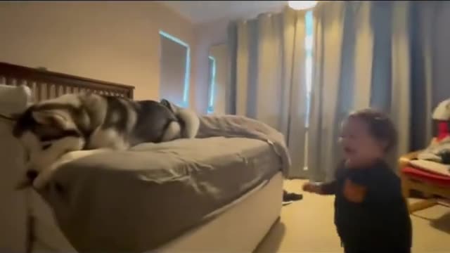 The dog is a little irritable and doesn't want to play with the little owner