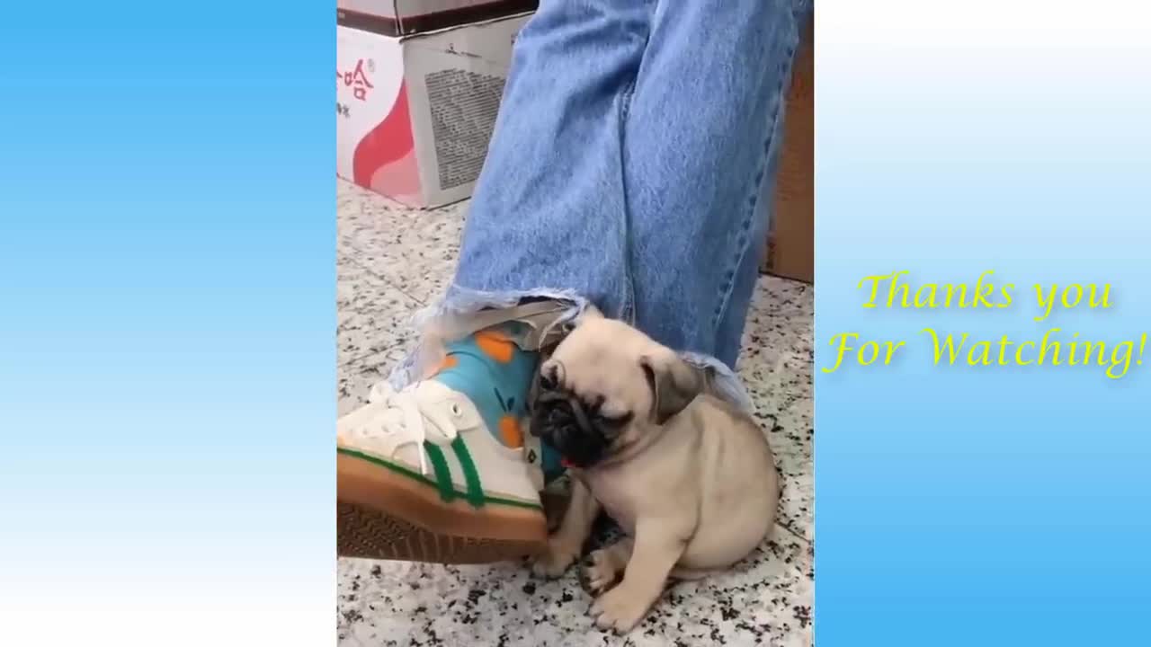 Watch the cutest funny animals