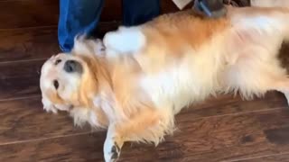 Golden Retriever ecstatic during vacuuming session