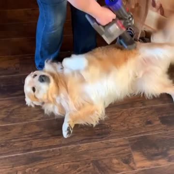 Golden Retriever ecstatic during vacuuming session