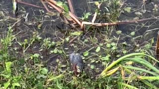 Birds of the Everglades