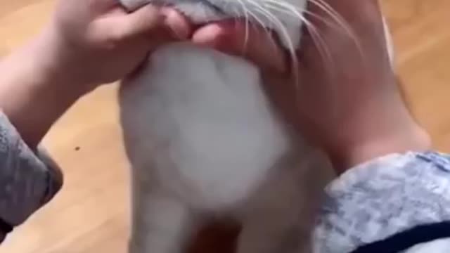 Cat 🐱Wow ♥️