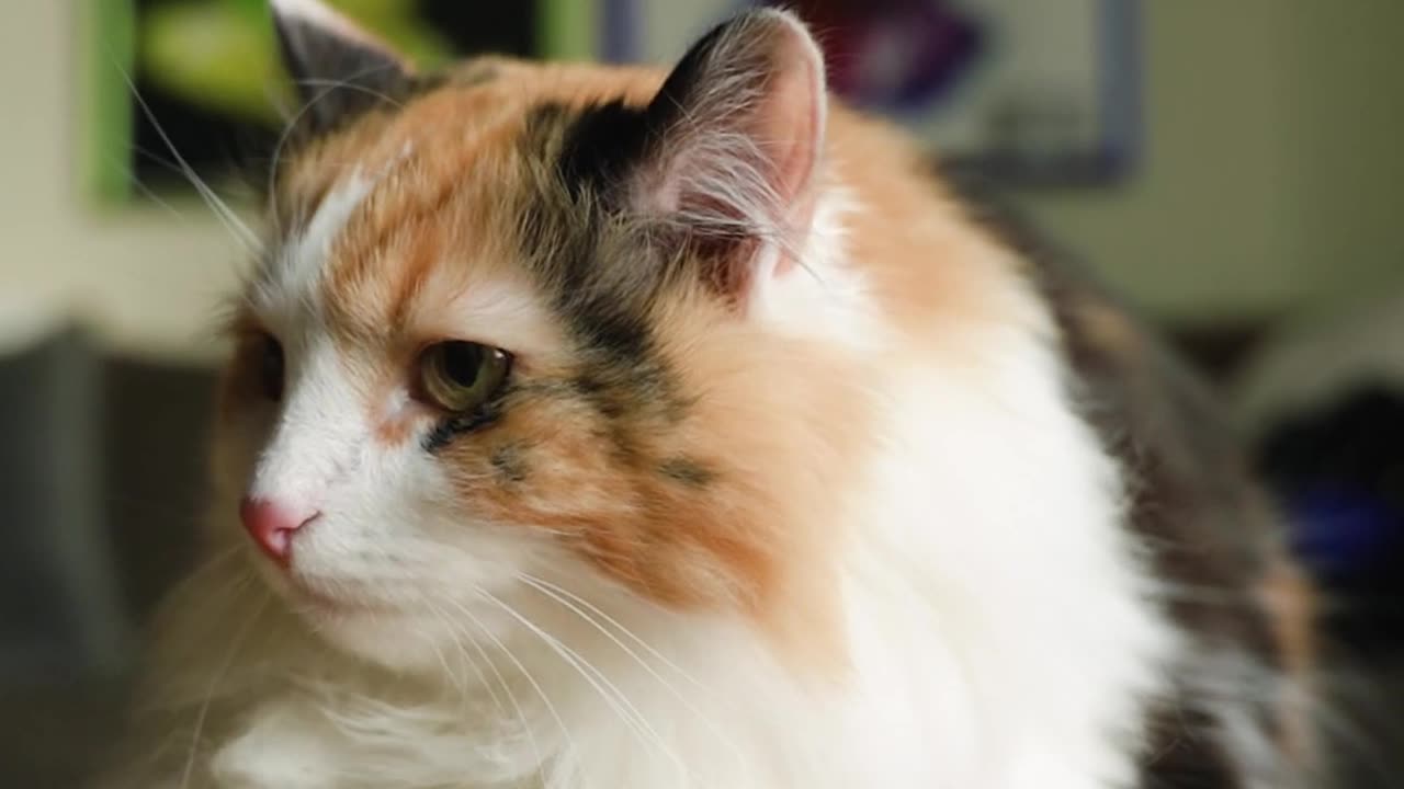 Close up of a Cat | Top mix