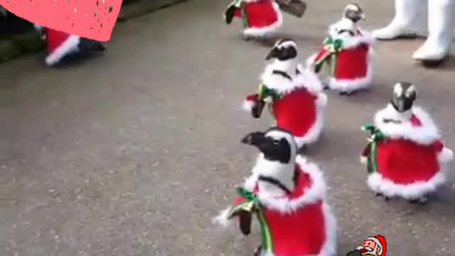 Christmas parade by penguins 🐧 | Festiveshots