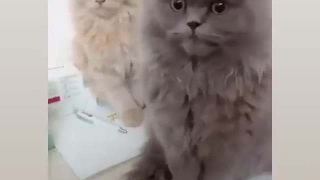 Funny and Cute Cat Video 😂Try not to laugh 😹 Cats