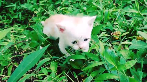 The sound of a baby cat calling its mother