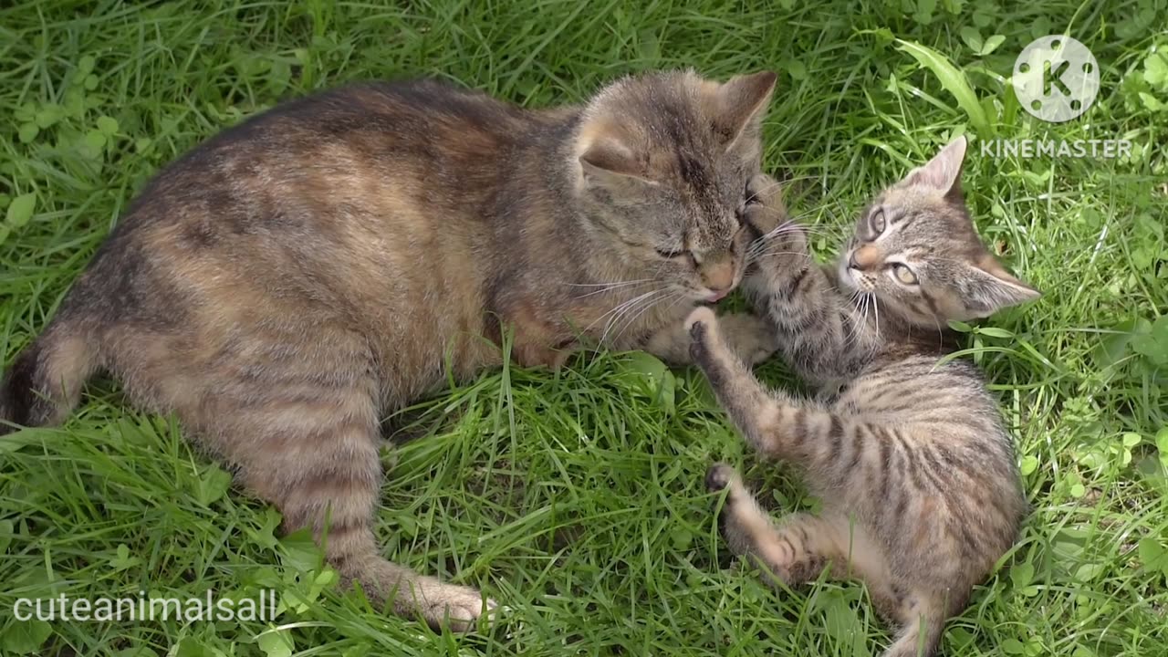 Cat and her sweet baby funny video