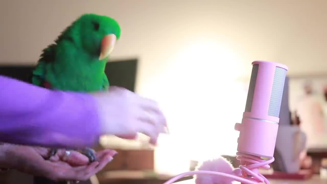 Parrot Whispers Into Microphone for 5 Minutes Straight (to cure your sadness) *with subtitles*