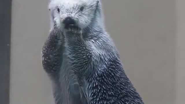 Just a Sea Otter Obeying Health Protocols