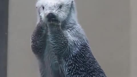 Just a Sea Otter Obeying Health Protocols