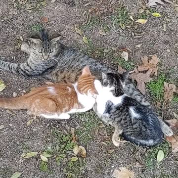 Grown Kittens nursing!