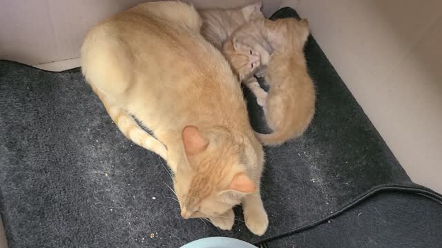 Mother cat's love for children