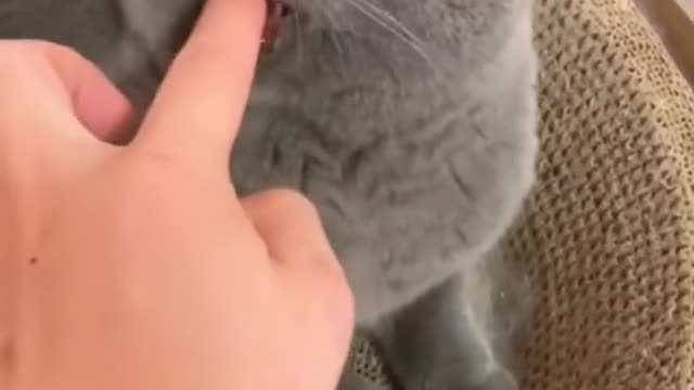 funny cats funniest animals #10