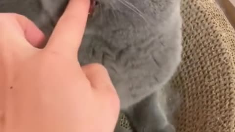 funny cats funniest animals #10