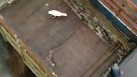 Have u ever seen a white crow watch here u ll be blessed