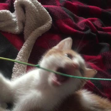 Kittens playing with a fish on a string! part 2