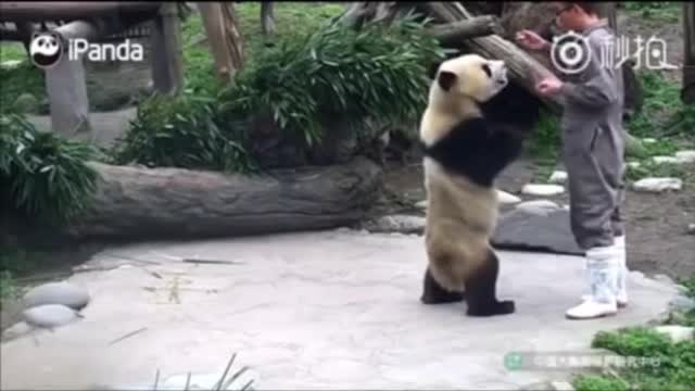 PANDA - Cute - Cute - aw aw aw aw