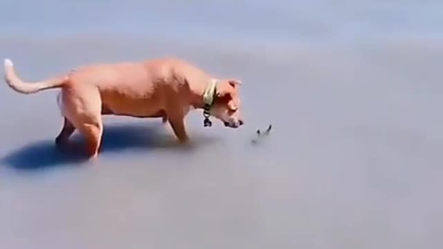 Dog Funny video and Short Fun