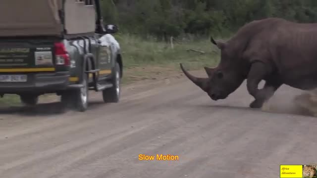 Angry_Rhino_Bull_Charge_Cars_In_Kruger_National_Park