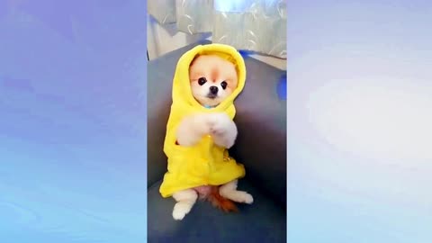 Cute puppy (Perrito tierno >///<)