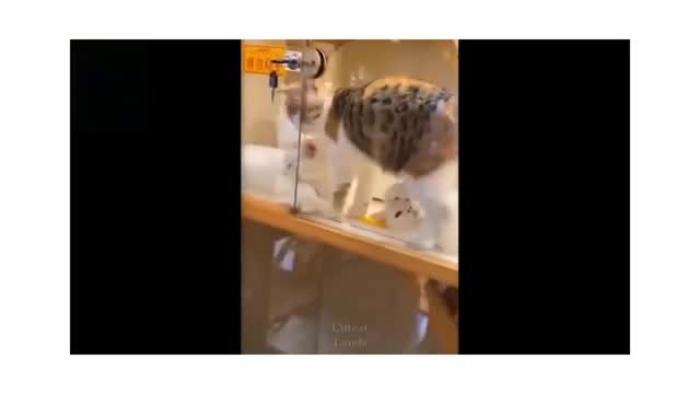 VIDEOS OF FUNNY ANIMALS AND CUTE
