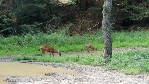 Deer Playing on SxS trail